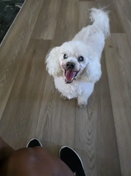 Bear the Brave Blind Dog
