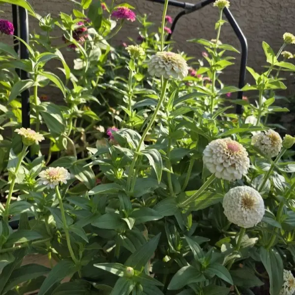 TerriLand Creations: Books, Gardening & Creative Designs